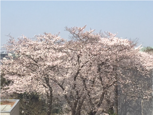 桜